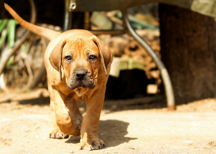 Cucciolo di Boerboel.